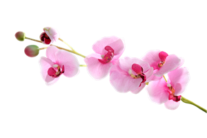 蝴蝶兰花漂浮元素
