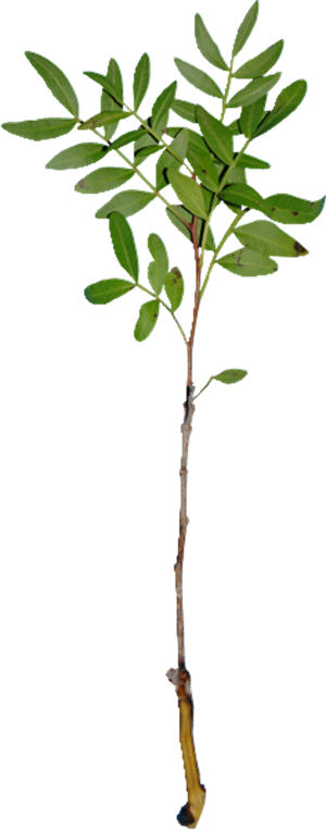 植物绿叶PNG免抠图素材