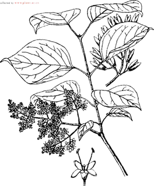 手绘-丁香花