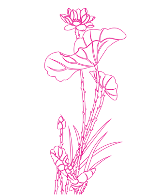 线描粉色荷花