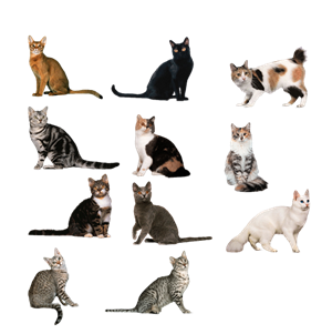 各种各样的猫咪集合