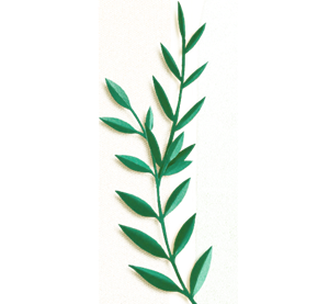绿色树枝手绘插画