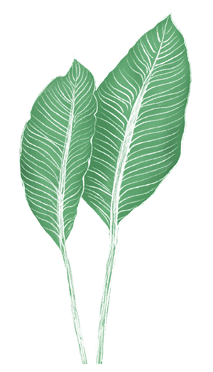 芭蕉树
