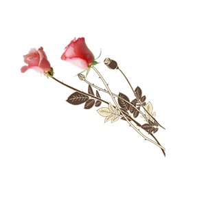 手绘玫瑰花png