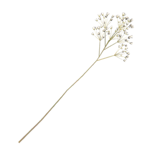 蒲公英素材