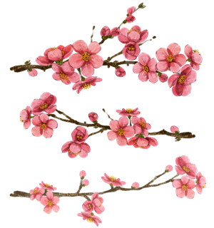 粉色唯美桃花花枝png
