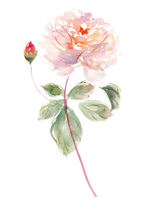 山茶花