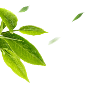 绿色茶叶