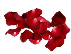 玫瑰花瓣