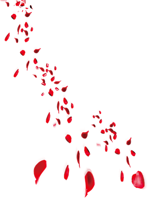 漂亮手绘花