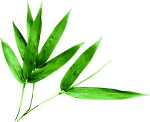 端午节绿色竹子装饰