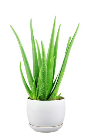 芦荟